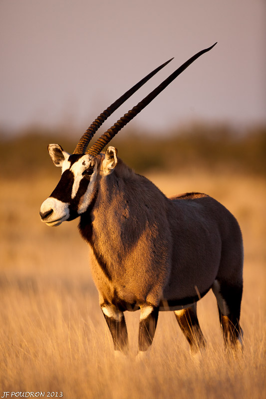 Photo d'une antilope dans la savane