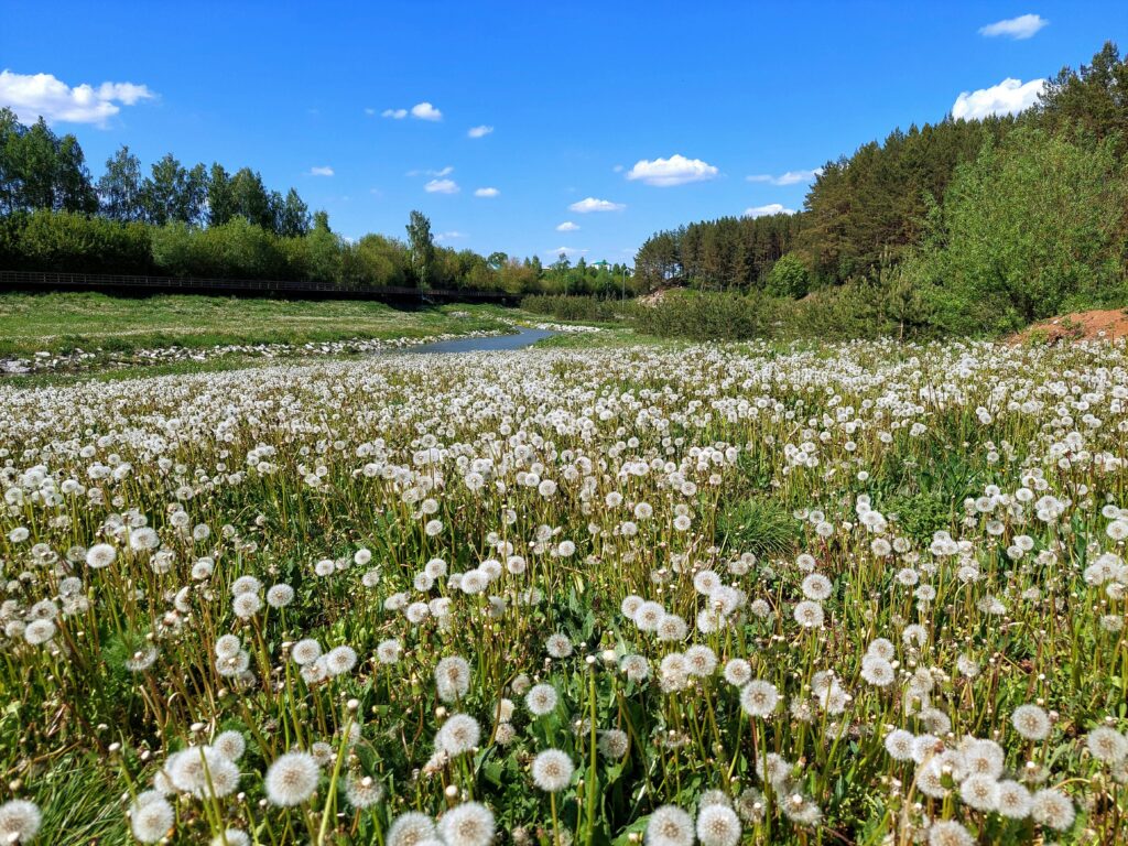 A scenic dandelion field by a river under a clear blue sky, perfect for nature lovers.