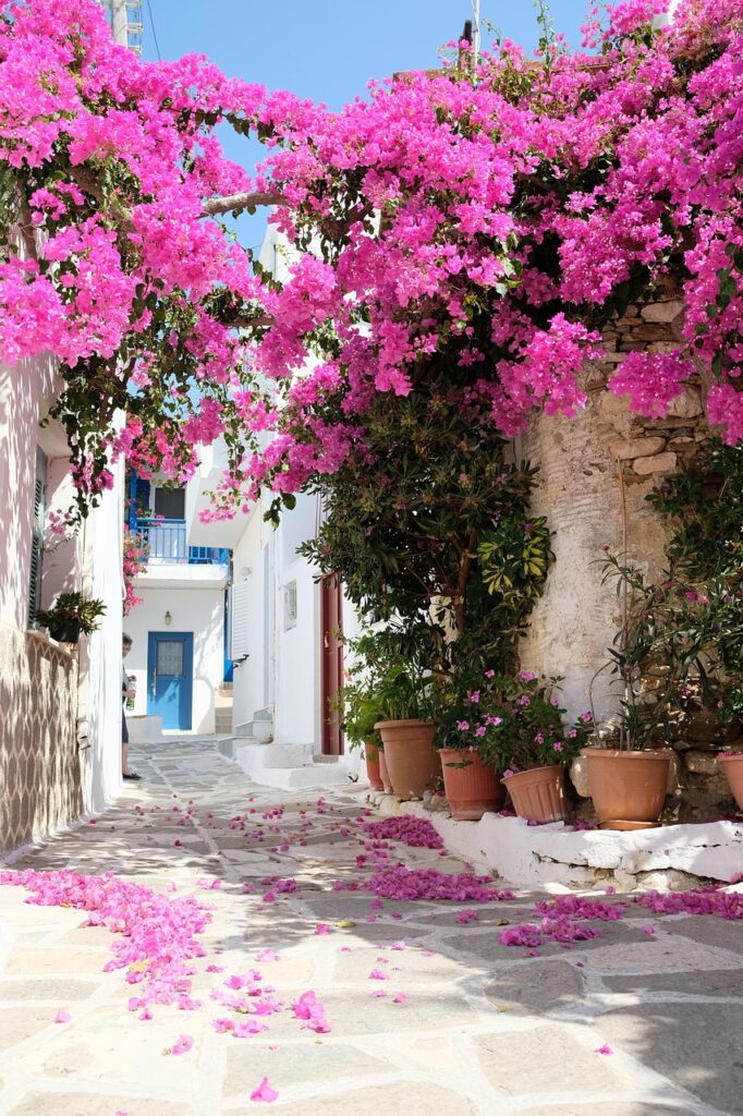 fleur, flower background, alley, flower, beautiful flowers, pink, rose, nature, flora, flower wallpaper, petal, rose flower, floral, village